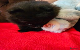 Pomeranian dogs for sale: 3 beautiful black pomeranian boys for sale  - Image 5