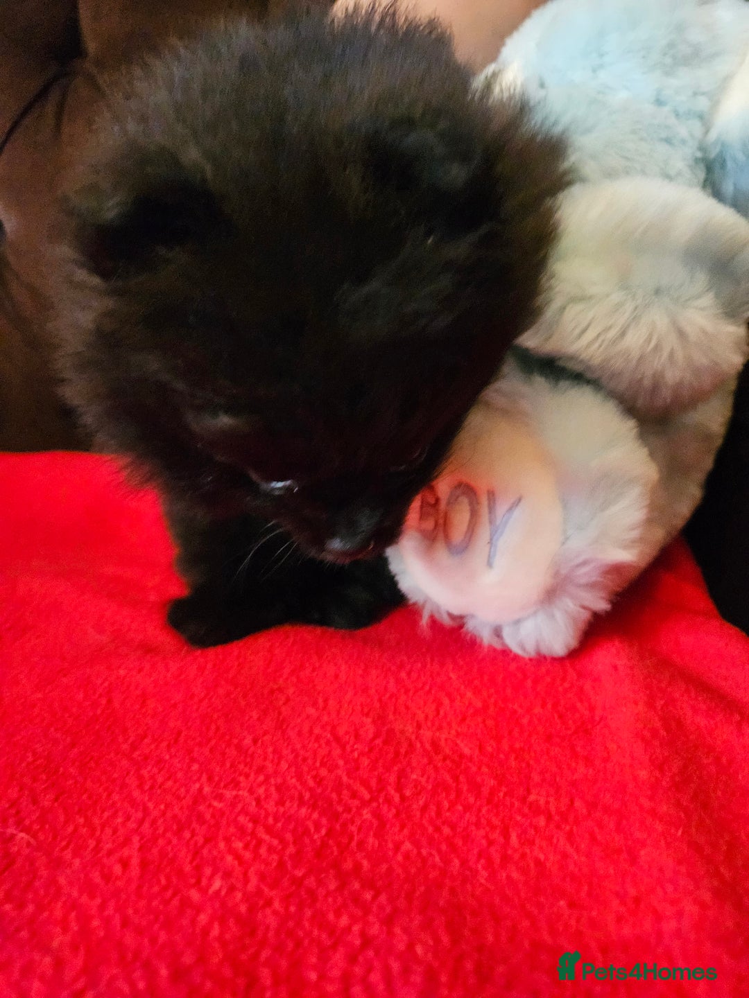 Pomeranian dogs for sale: 3 beautiful black pomeranian boys for sale  - Image 5