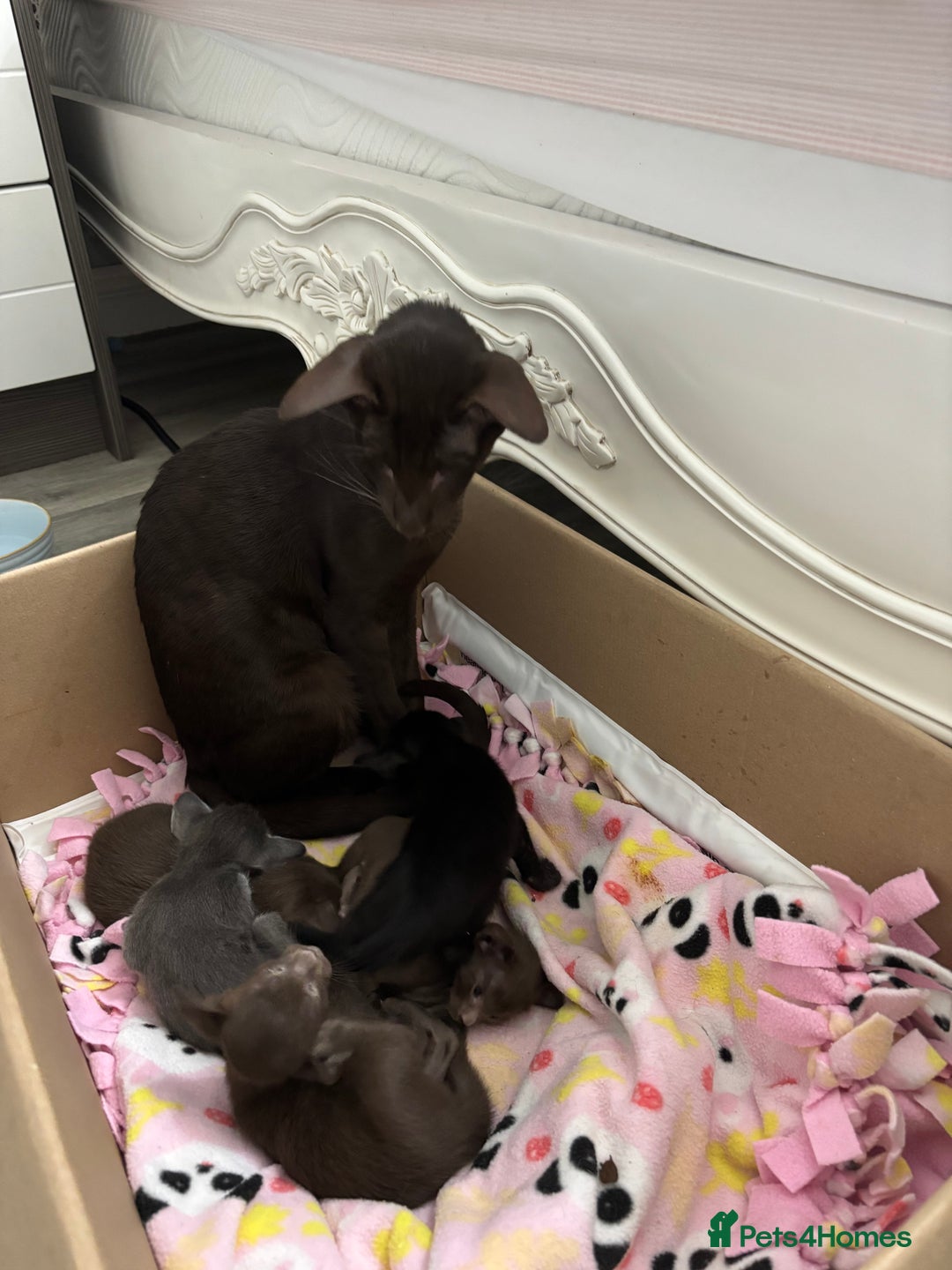 Siamese cats for sale: SIAMESE KITTENS - Advert 4