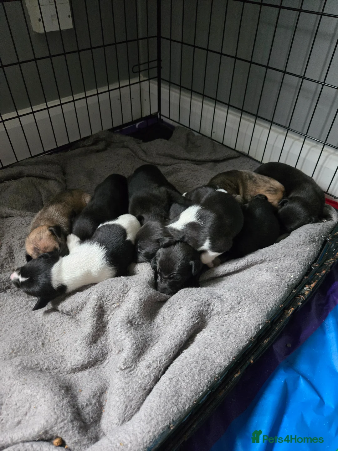 Whippet dogs for sale: Kc whippets for sale - Advert 6