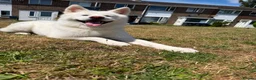 Japanese Akita Inu dogs for sale: Lando: 9 Month Old Japanese Akita - Advert 3