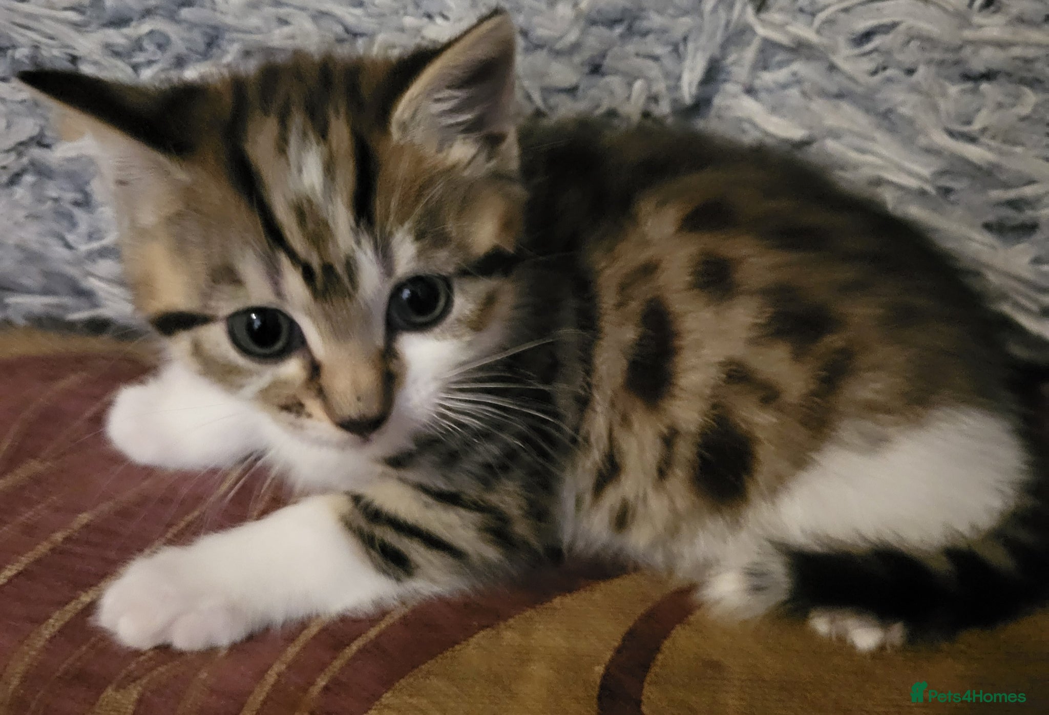 Mixed Breed cats 2 left! Ready now! Gorgeous bengal cross kittens. - Advert 15