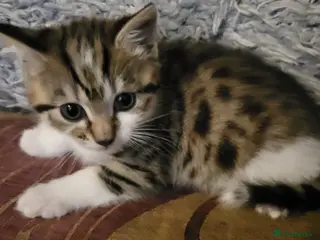 Mixed Breed cats 2 left! Ready now! Gorgeous bengal cross kittens. - Advert 15
