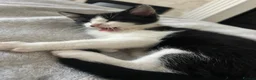 British Shorthair cats for sale: Black&white British shorthair cross girl kitten - Advert 11