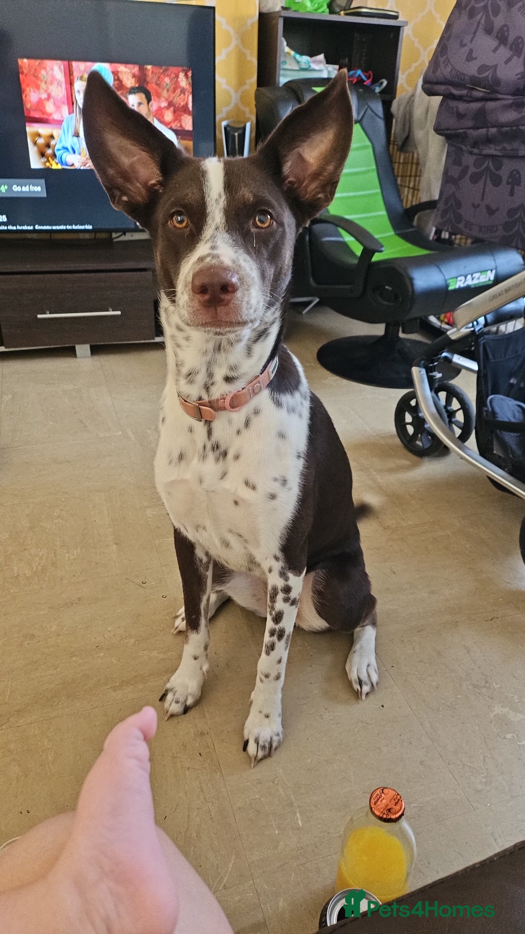 Mixed Breed dogs for sale: Bella husky dalmation mix  - Image 1