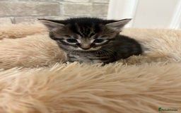 Maine Coon cats for sale: Maincoon cross kittens  - Image 4