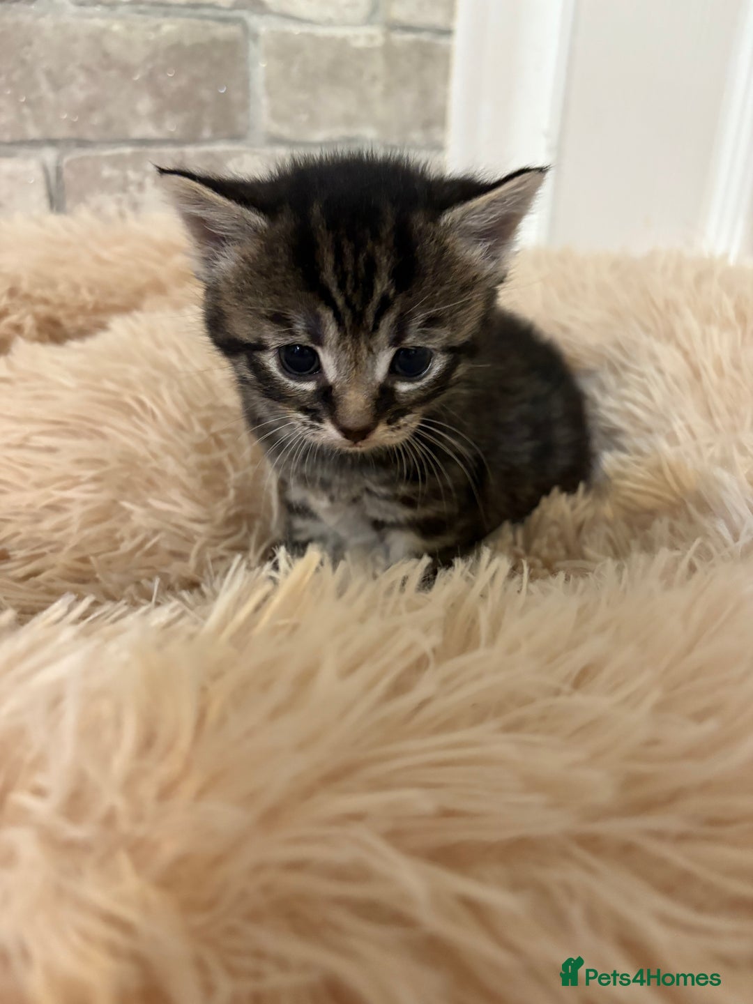 Maine Coon cats for sale: Maincoon cross kittens  - Image 4