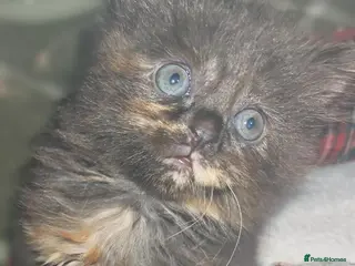 Mixed Breed cats 3 beautiful girls - Advert 1
