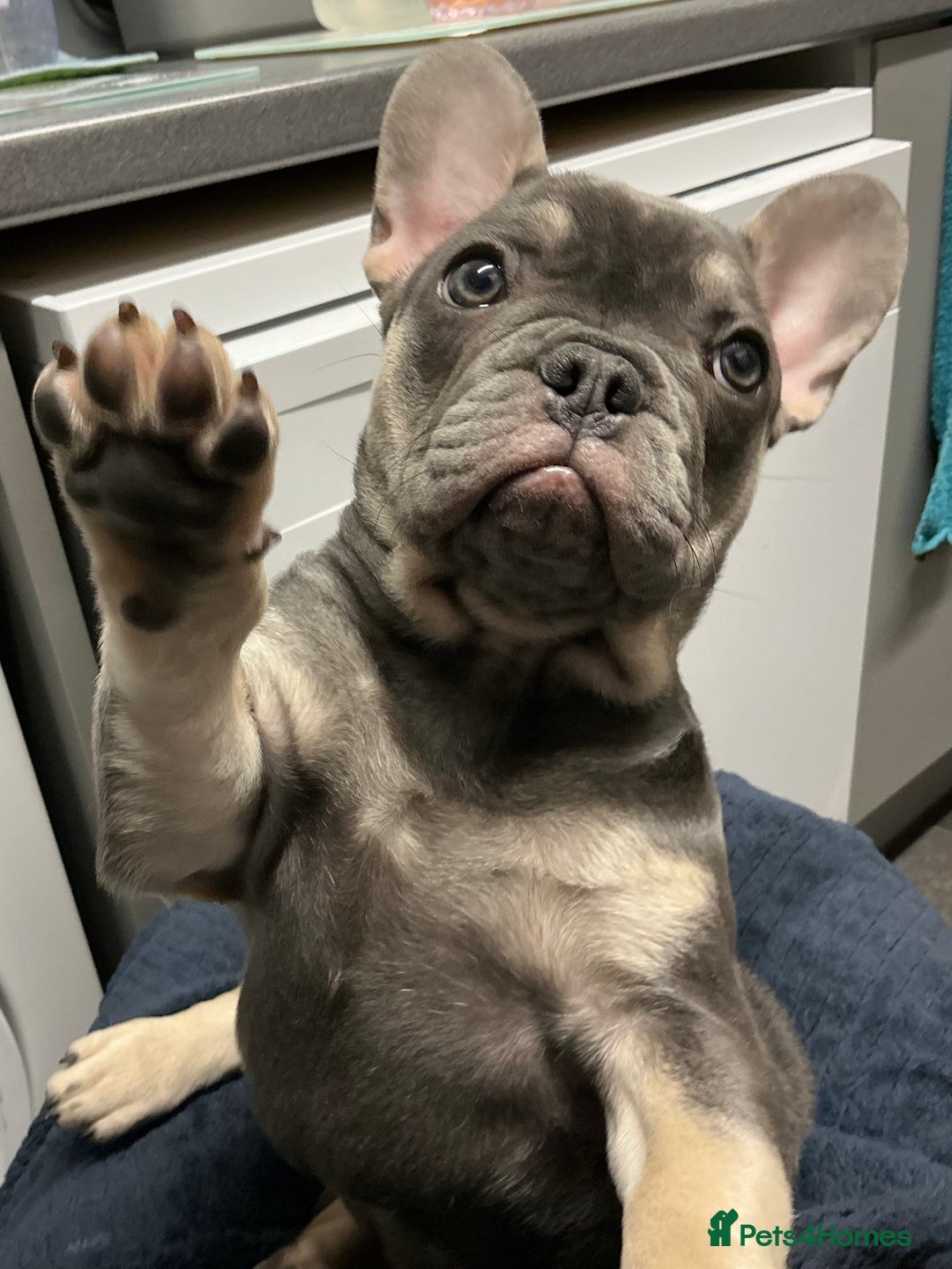 French Bulldog dogs for sale: Adorable Frenchie Puppies - Advert 18