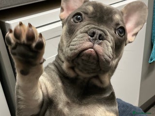 French Bulldog dogs Adorable Frenchie Puppy - Advert 14