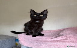 Maine Coon cats for sale: Pedigree GCCF Russian Import line Maine Coons - Image 28