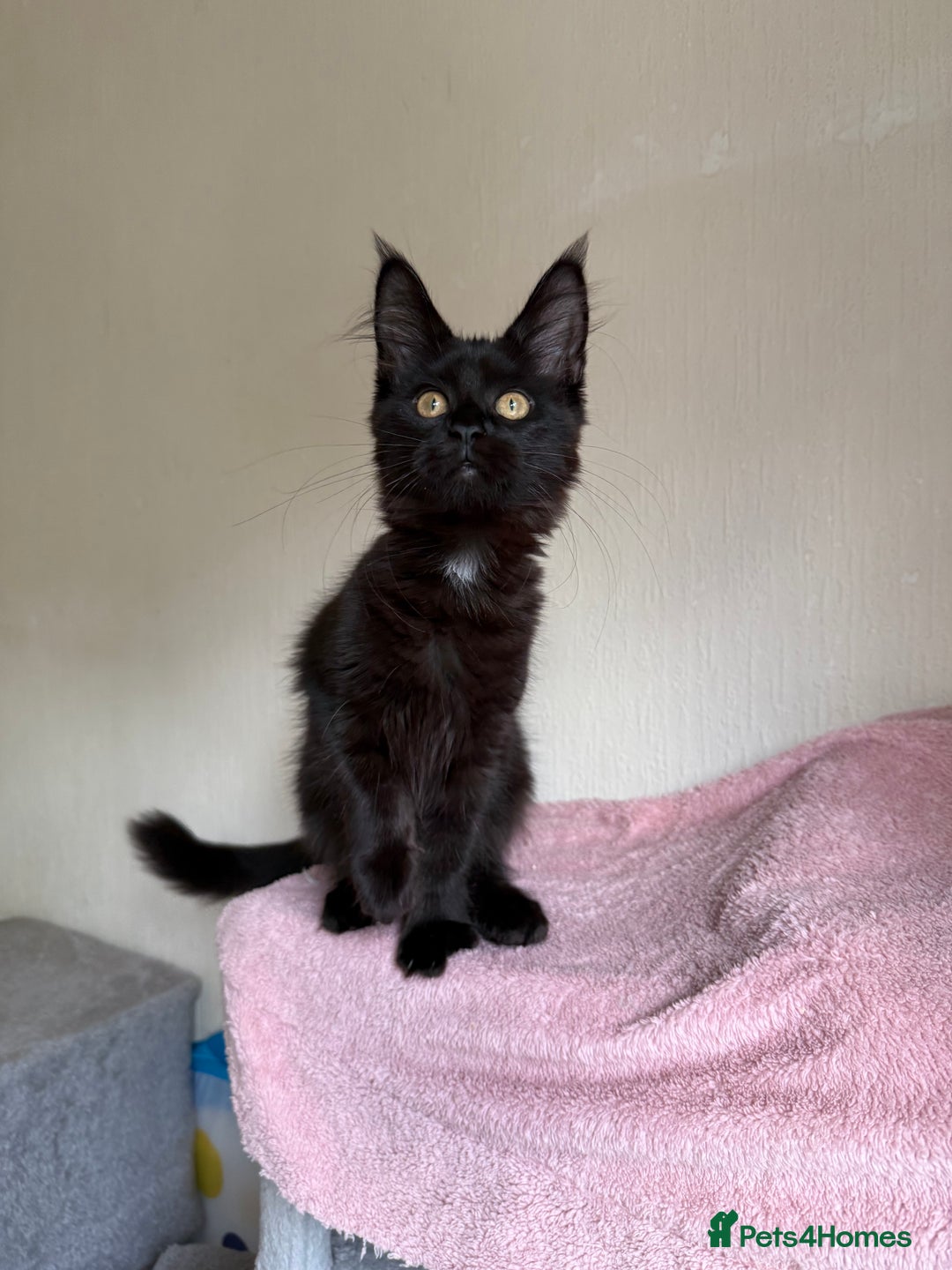 Maine Coon cats for sale: Pedigree GCCF Russian Import line Maine Coons - Image 28