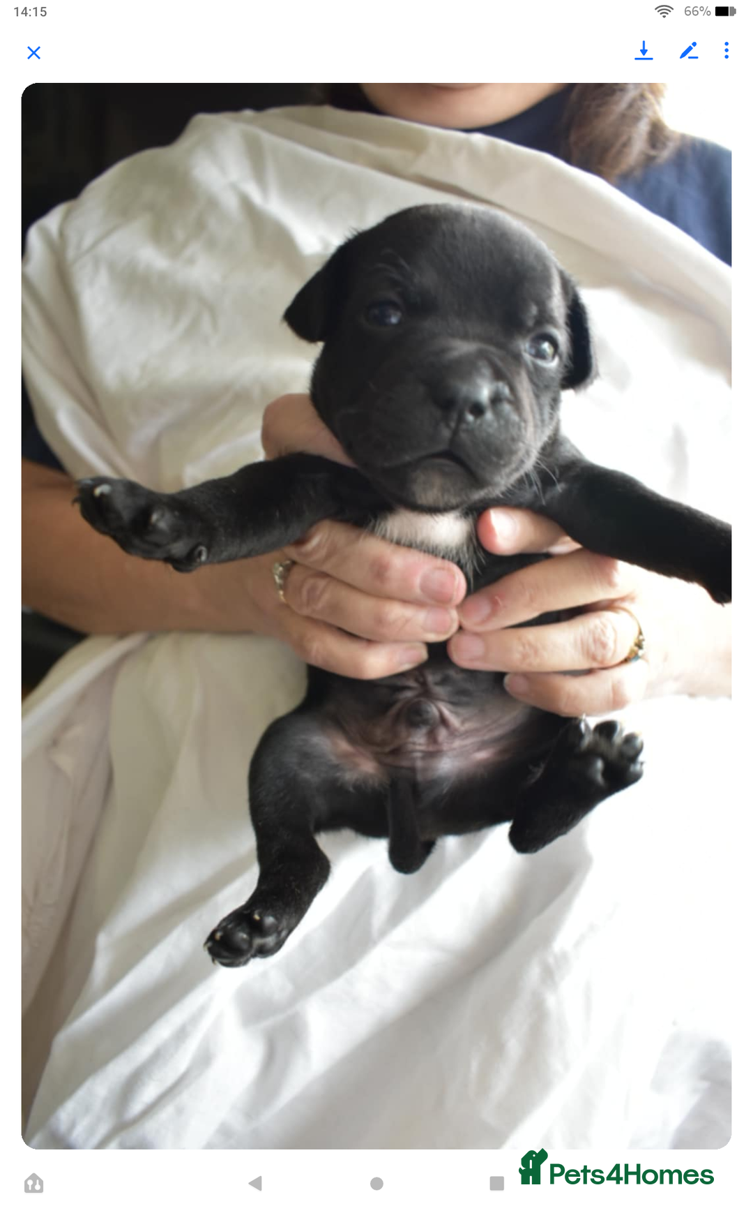 Staffordshire Bull Terrier dogs for sale: Kc registered Staffordshire Bull terrier pups - Image 10