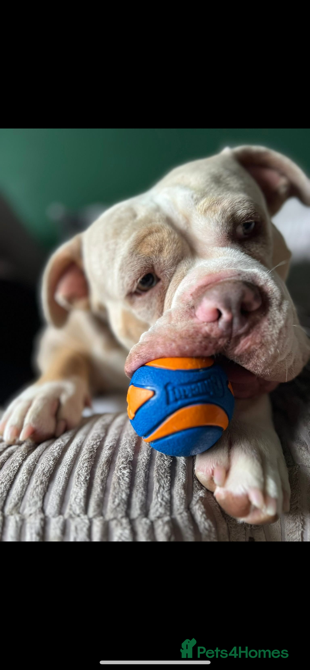American Bully dogs for sale: One year old male Pocket Bully - Image 3