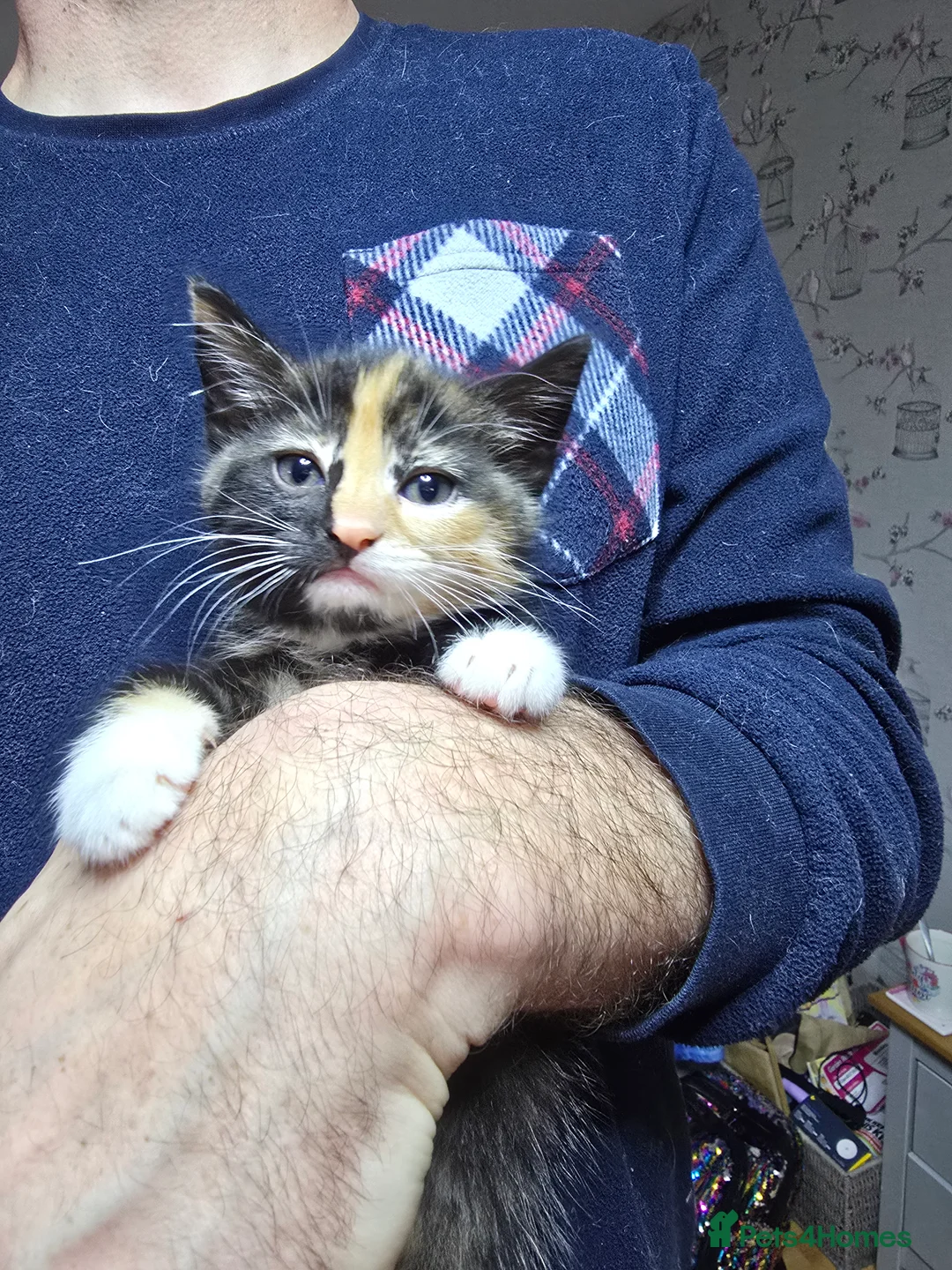 Domestic Shorthair cats for sale: 5 beautiful kittens for sale! Ginger and Calico in Nottingham - Advert 2