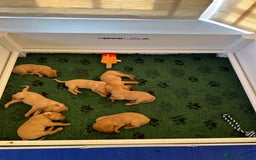 Labrador Retriever dogs for sale: Kc Registered Red Labradors - Image 8