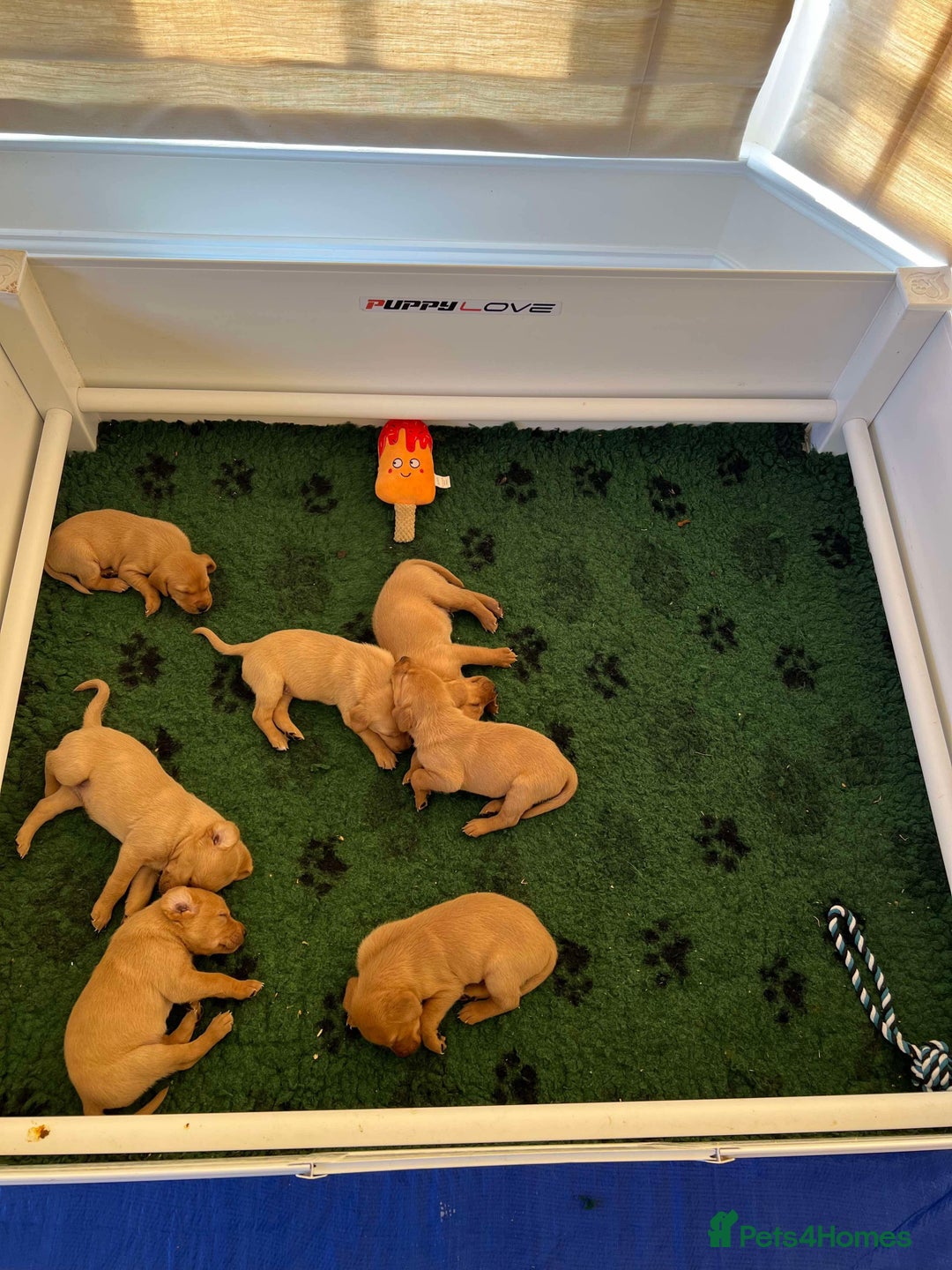 Labrador Retriever dogs for sale: Kc Registered Red Labradors - Image 8