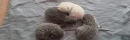 British Shorthair cats for sale: British shorthair kittens for sale in Camberley - Advert 8
