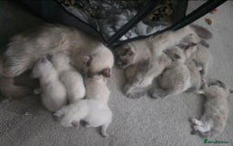 Ragdoll cats for sale: 2 beautiful litters of Ragdolls  - Image 26