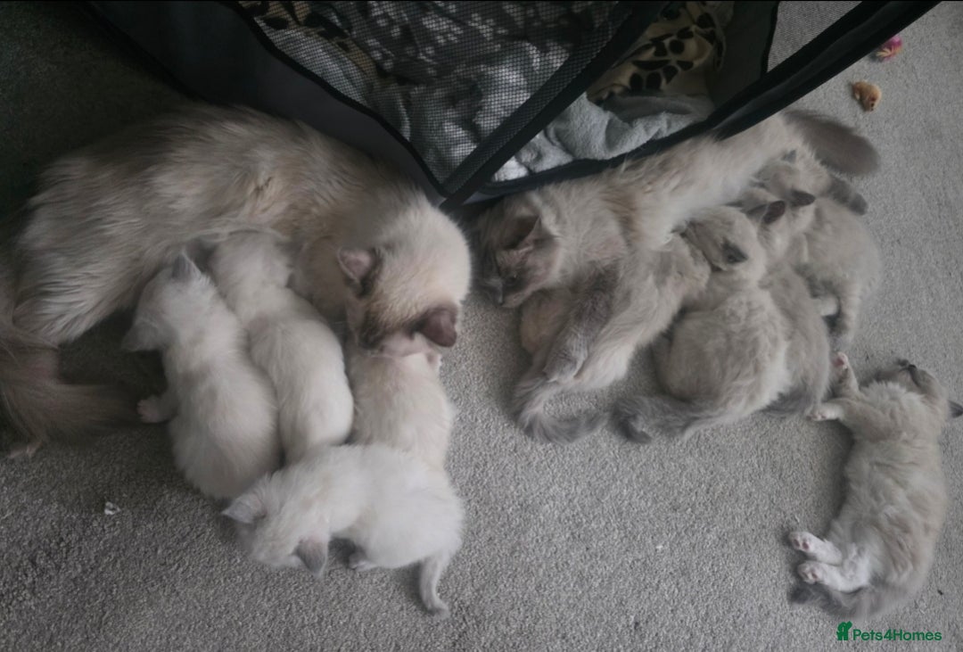 Ragdoll cats for sale: 2 beautiful litters of Ragdolls  - Image 26