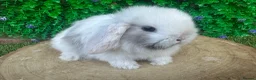 Mini Lop rabbits for sale: Stunning purebred mini lop bucks ready to reserve - Advert 7