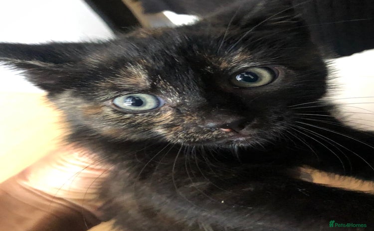 Mixed Breed cats - Advert 1