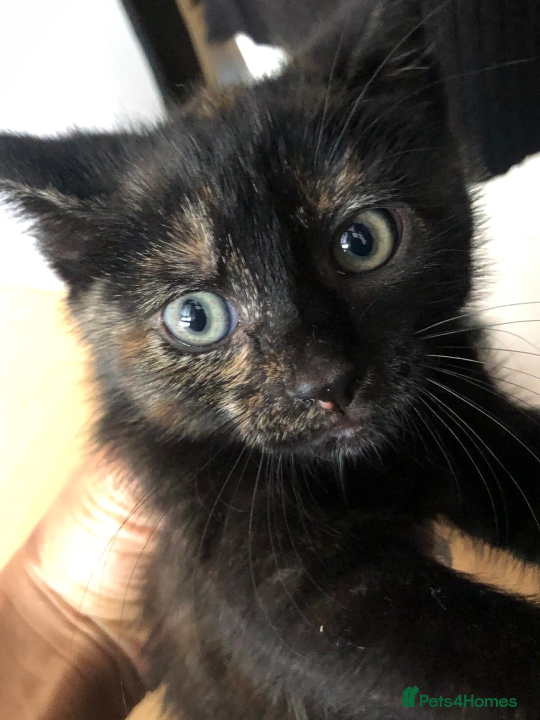 Mixed Breed cats for sale: 2 kittens for new home  - Image 1