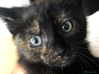 Mixed Breed cats - Advert 21