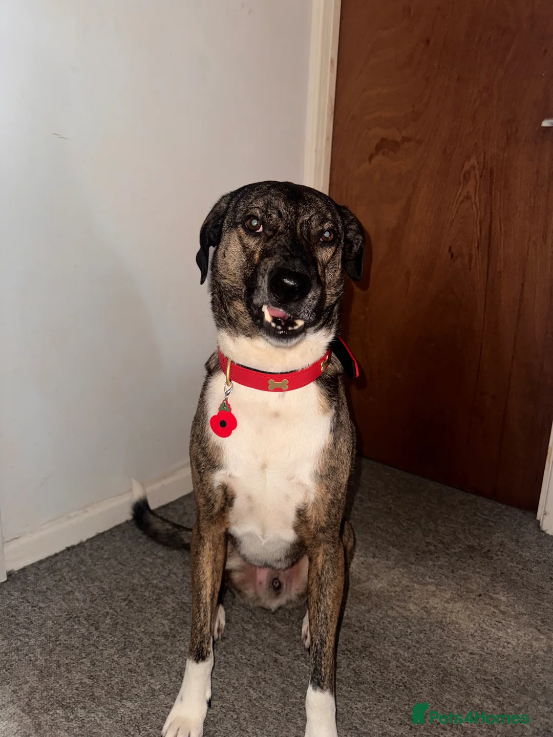 Mixed Breed dogs for sale: Harry in Eastbourne - Advert 5