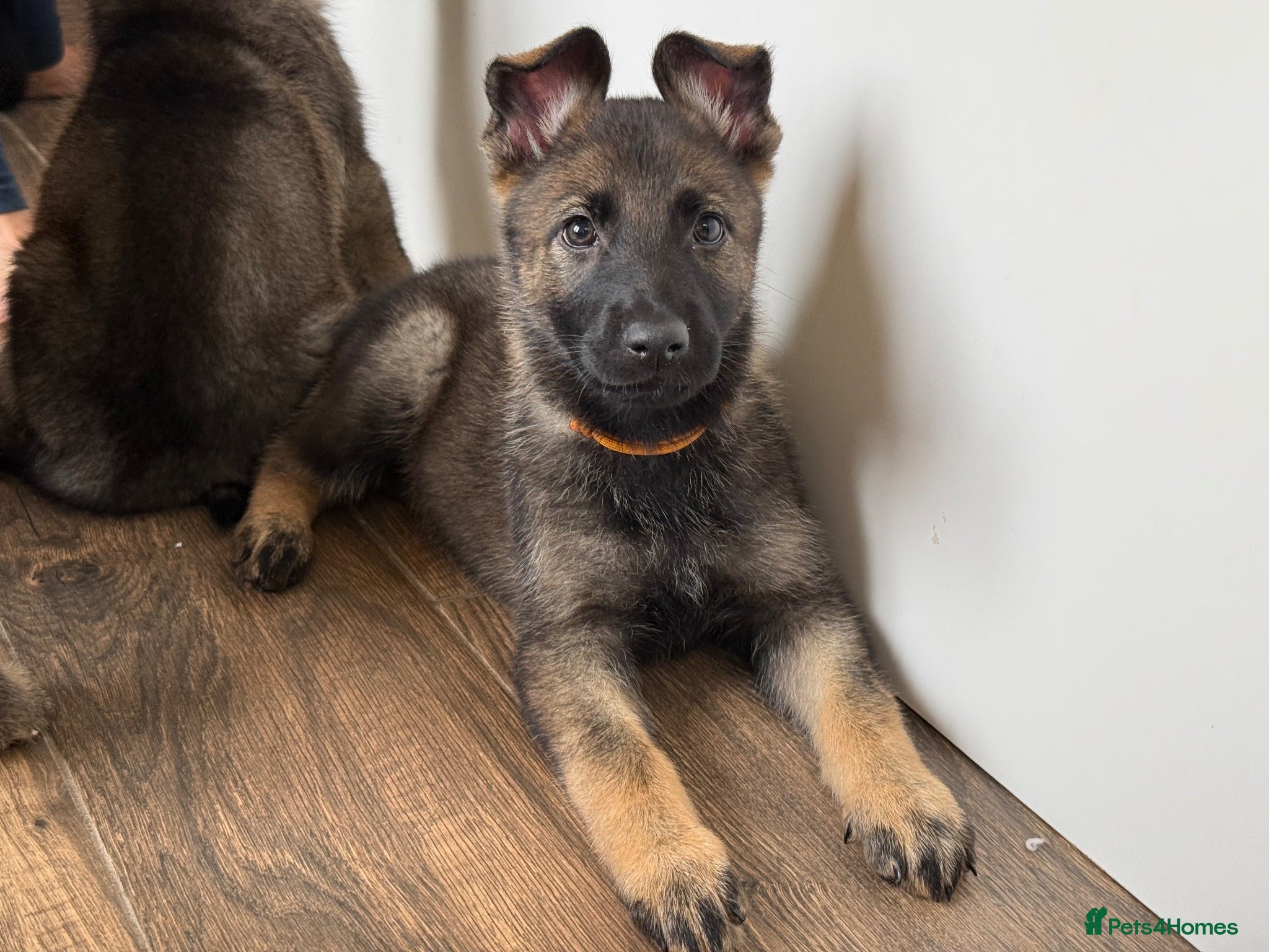 German Shepherd dogs German Shepherd Puppies - Advert 1