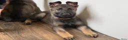 German Shepherd dogs for sale: German Shepherd Puppies - Advert 7