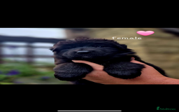 German Shepherd dogs for sale: KC reg health tested German shepherd puppies  - Image 8