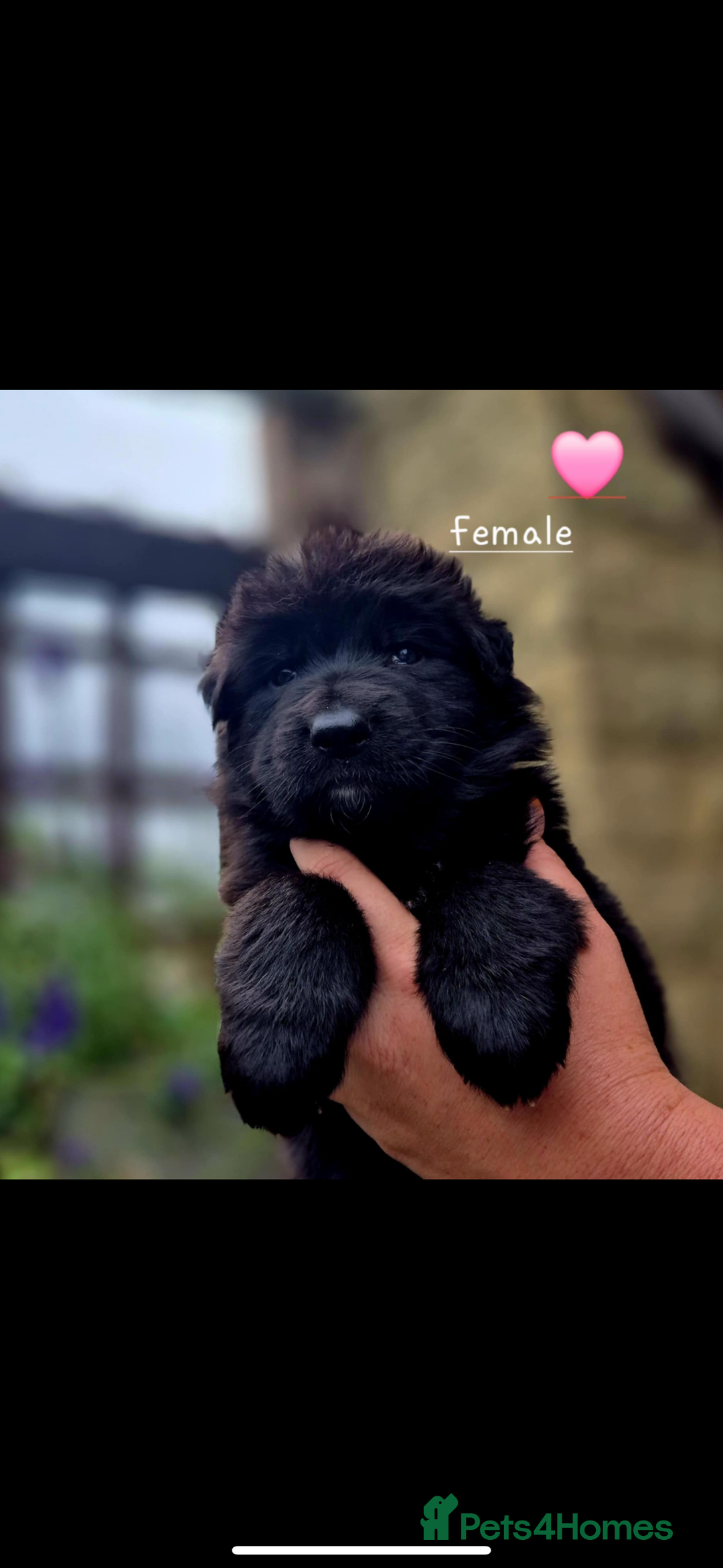 German Shepherd dogs for sale: KC reg health tested German shepherd puppies  - Image 8