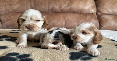 Cocker Spaniel dogs - Advert 5