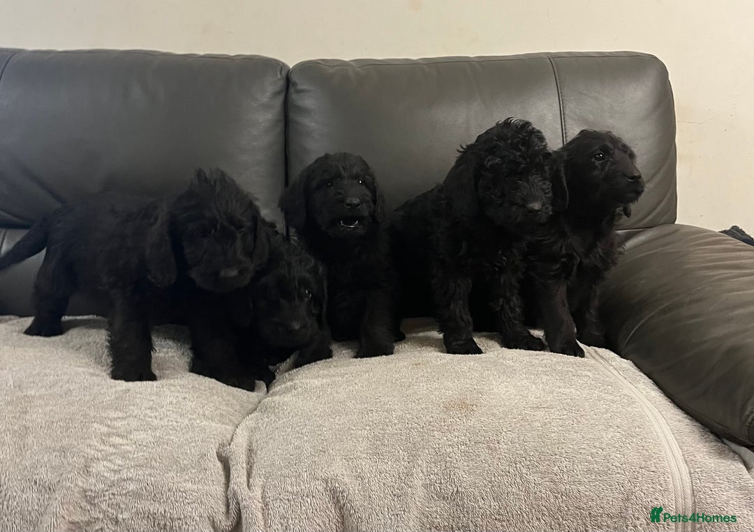 Labradoodle dogs for sale: Beautiful Golden and Black F1 Labradoodle Puppies - Advert 6