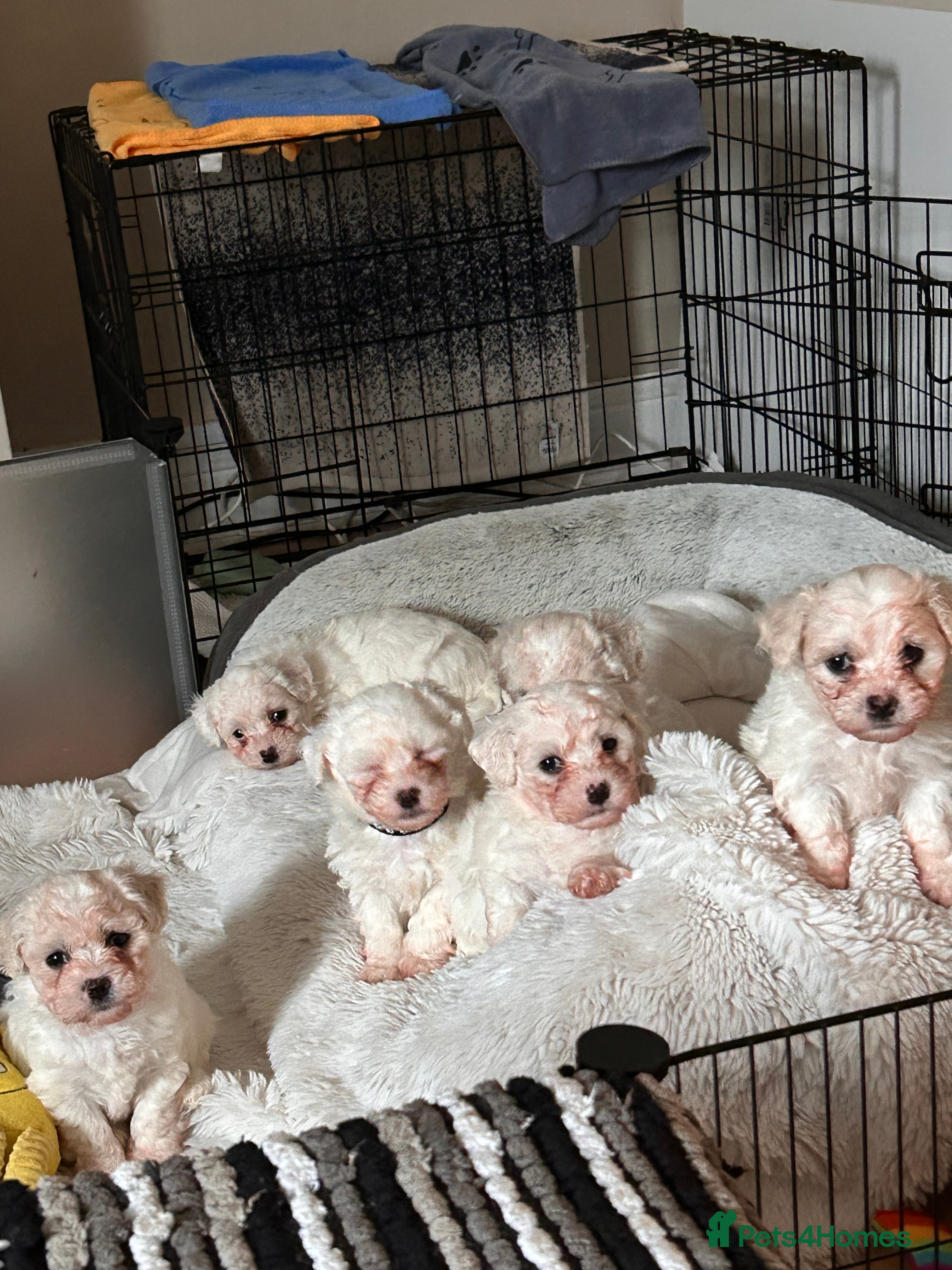 Mixed Breed dogs 1 beautiful female Maltichon puppy left.  - Advert 12