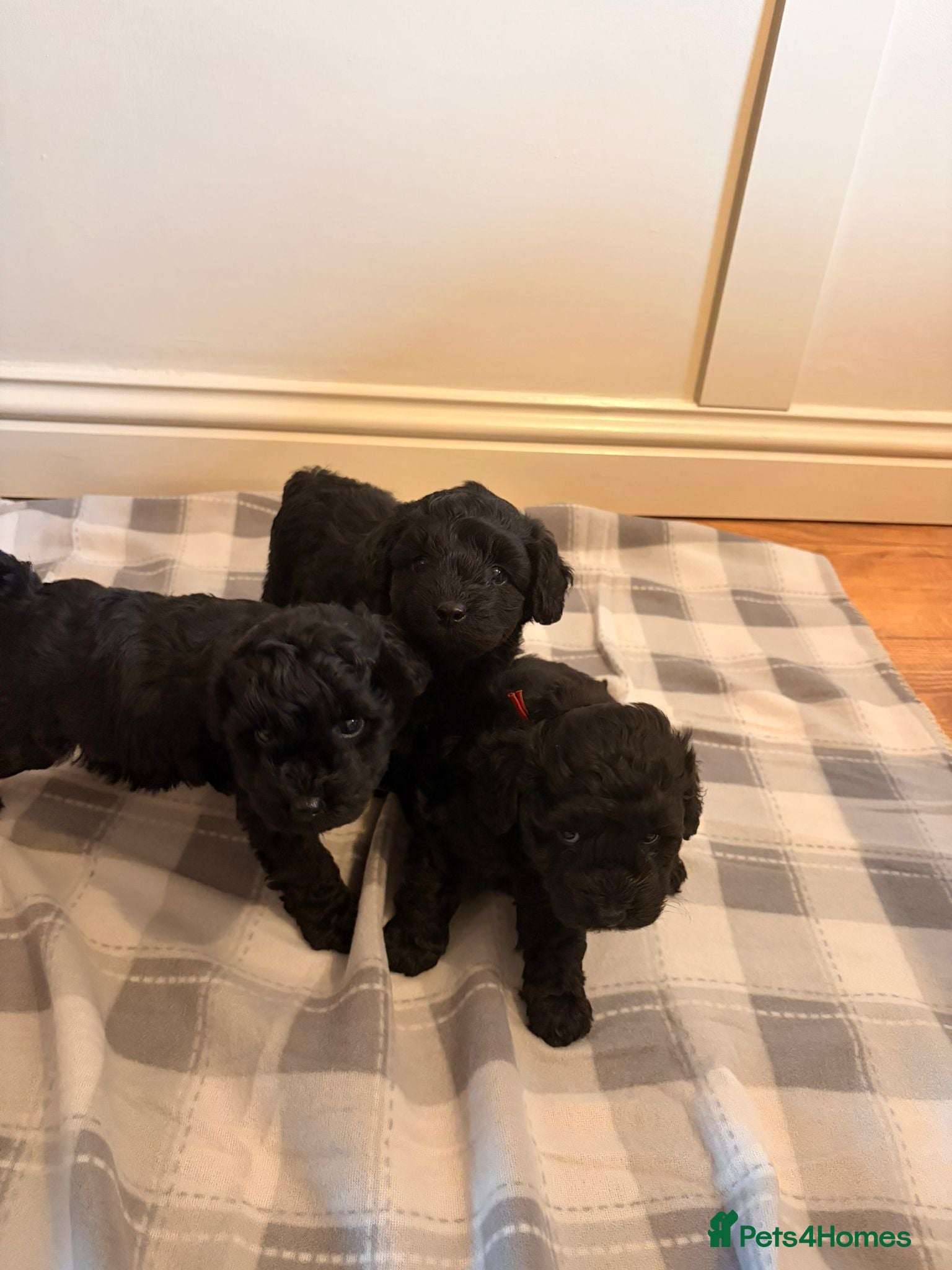 Cockapoo dogs for sale: F1b cockapoos  - Advert 9