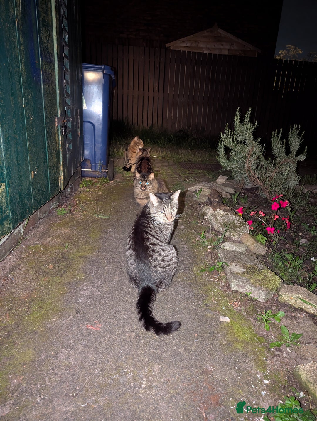 Mixed Breed cats for sale: Loving cat looking for a new home  - Advert 2