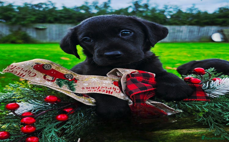 Labrador Retriever dogs *Beautiful KC, Dna clear labrador retriever pups* - Advert 15