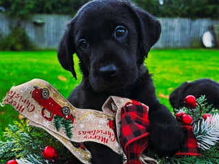 Labrador Retriever dogs *Beautiful KC, Dna clear labrador retriever pups* - Advert 3