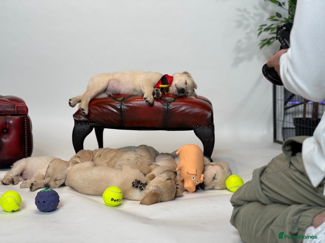 Golden Retriever dogs for sale: Adorable Golden Retriever Puppies  - Image 1