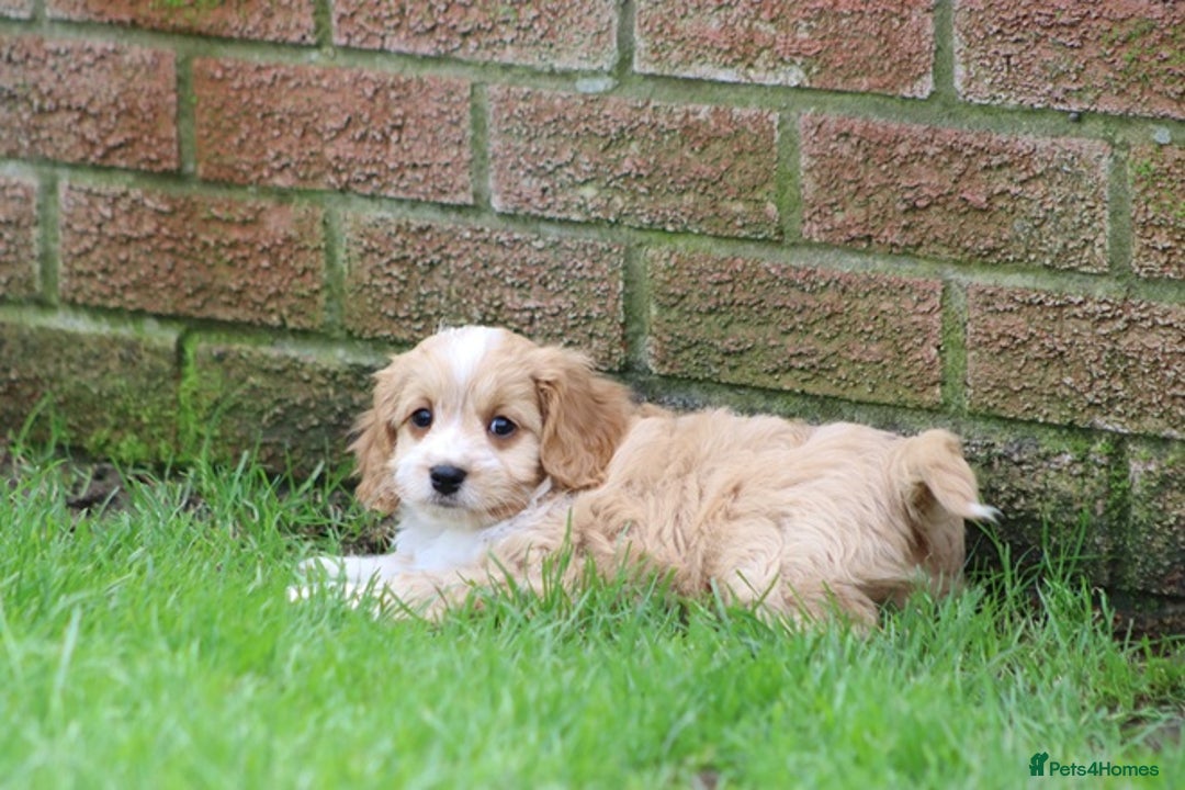 Cavapoo dogs for sale: F1 Cavapoo puppies for sale - Image 28
