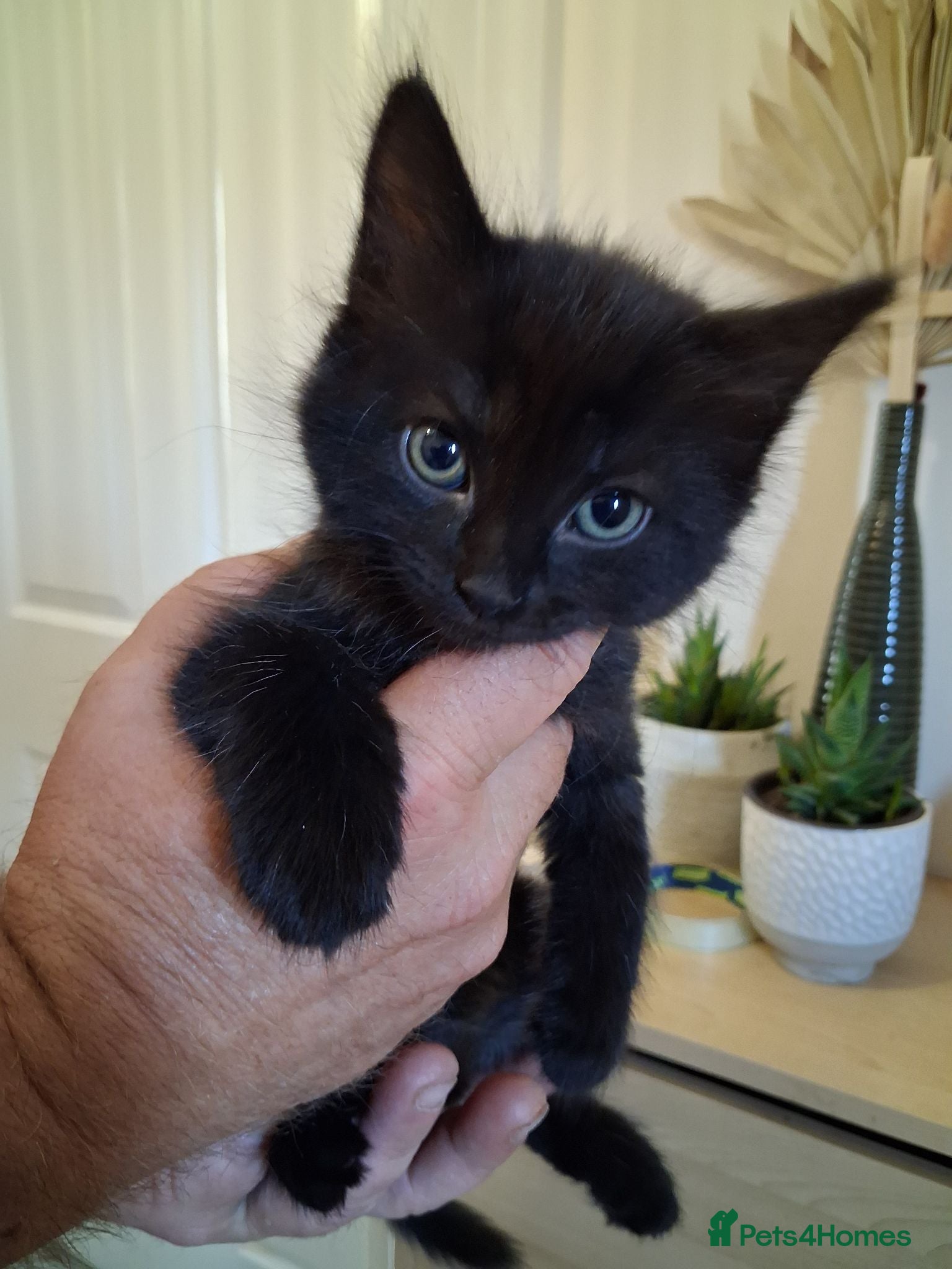 Mixed Breed cats Kittens 2x Boys and 2x Girls - Advert 14