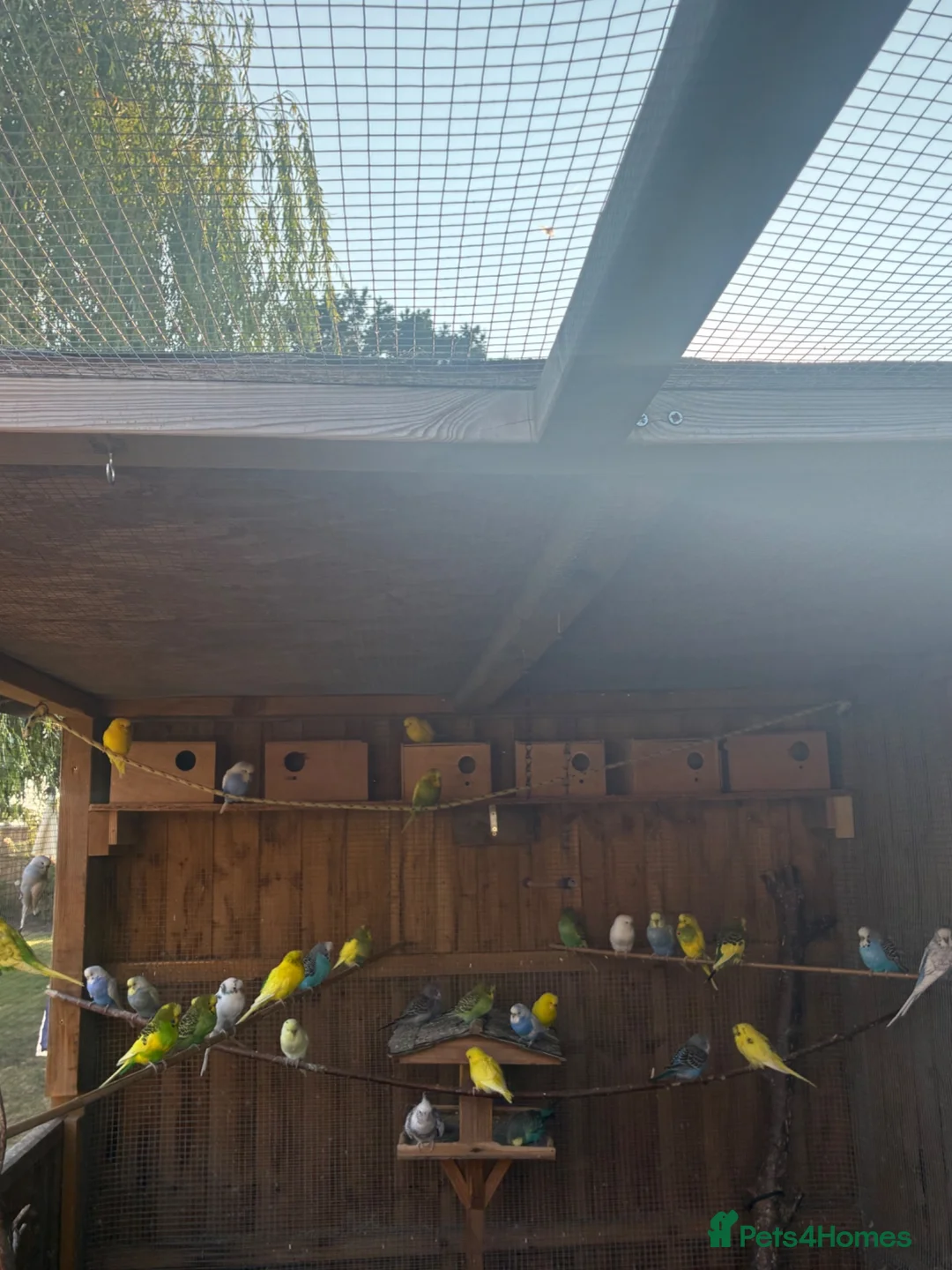 Budgerigars birds for sale: Baby Budgies for sale  - Advert 1