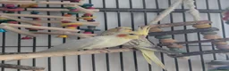 Cockatiels birds for sale: John cockatiels - Advert 6
