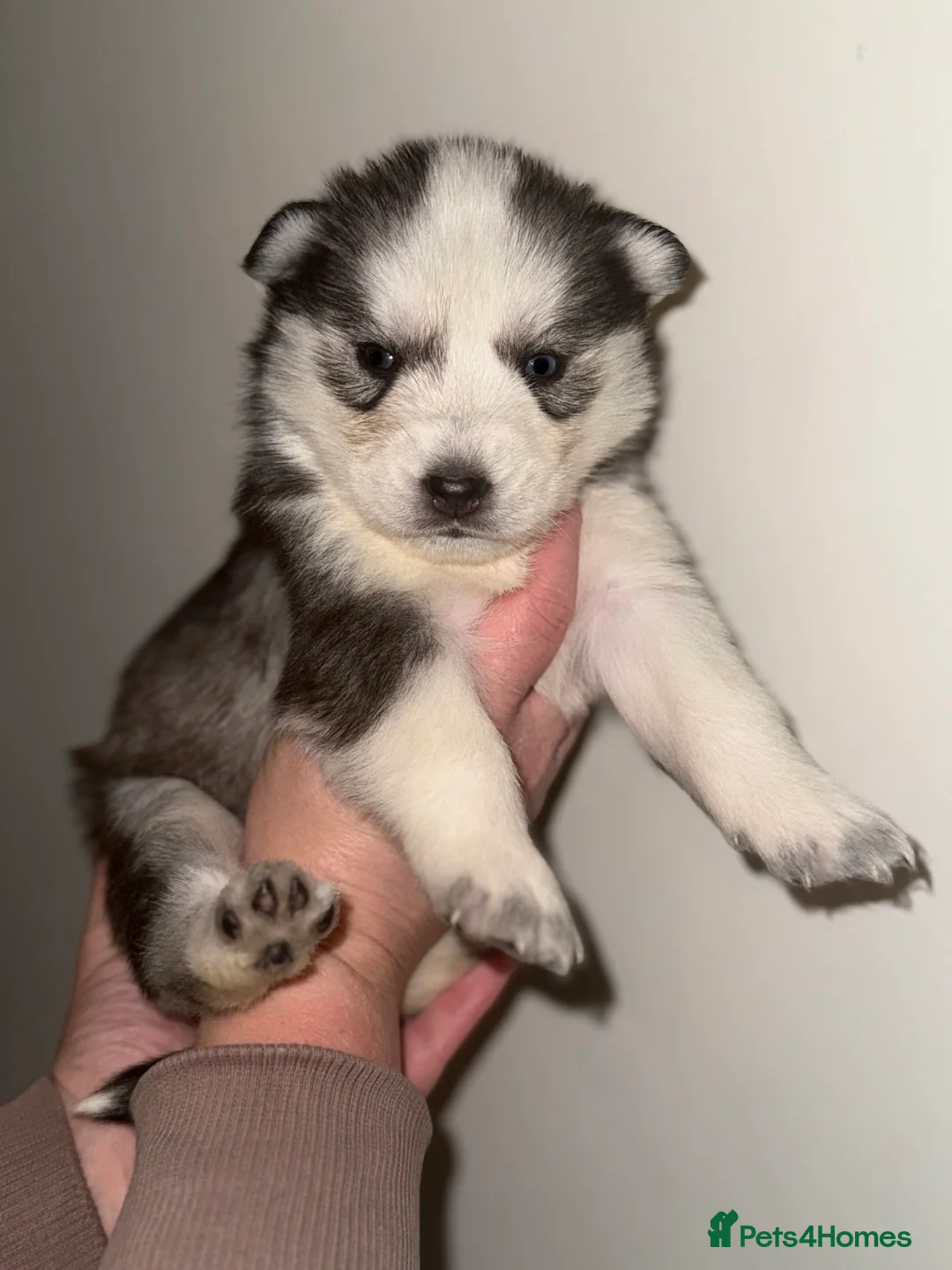 Siberian Husky dogs for sale: 3 Stunning Siberian Husky boys with blue eyes 😍 - Advert 20
