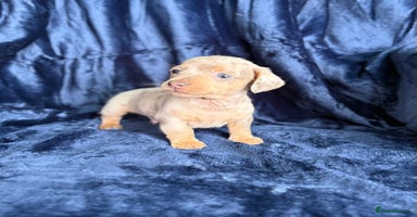 Miniature Dachshund dogs - Advert 15