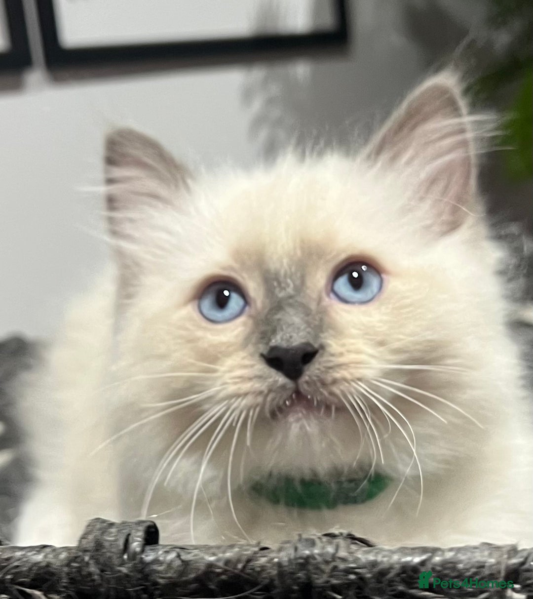 Ragdoll cats for sale: 3 Ragdoll kittens  - Advert 22