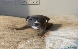 Mixed Breed dogs for sale: 7 Gorgeous Lurcher x Pocket Bully Pups  - Advert 13