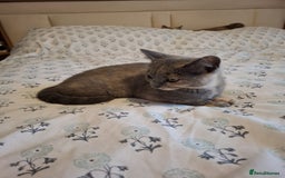 British Shorthair cats for sale: 5 BSH kittens available - Image 3